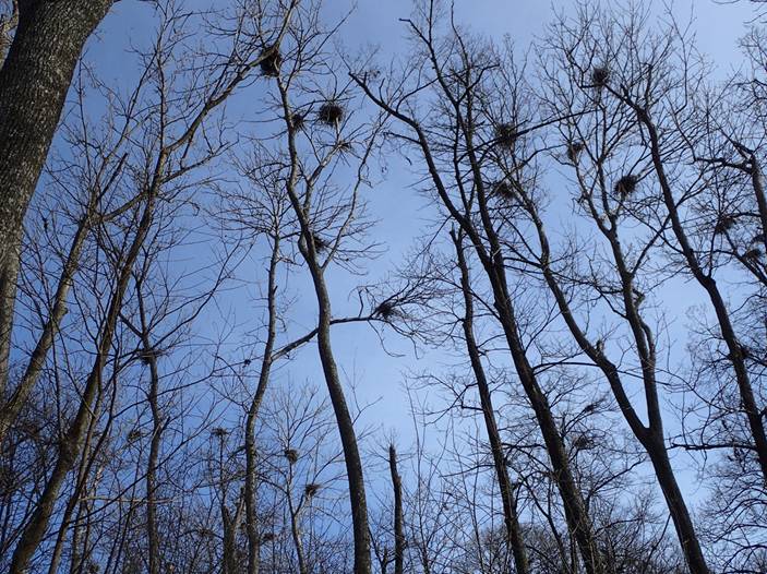 P2272430nests